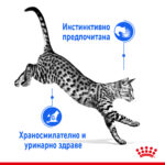ROYAL CANIN® INDOOR in JELLY pauch - Image 2
